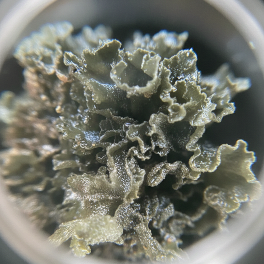 Explorer Lens
